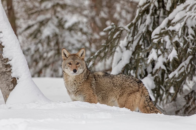 Picture of COYOTE IN DEEP WINTER SNOW-CANIS LATRANS-CONTROLLED SITUATION-MONTANA