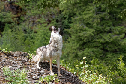 Picture of MONTANA COYOTE HOWLING IN CONTROLLED ENVIRONMENT