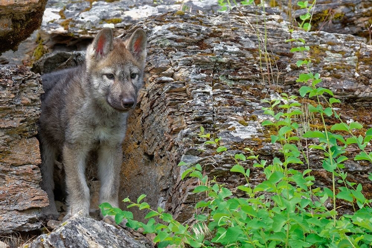 Picture of MONTANA RED FOX PUP CLOSE-UP IN CONTROLLED ENVIRONMENT