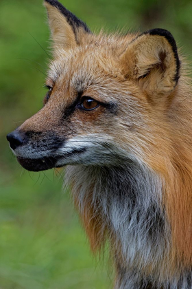 Picture of MONTANA RED FOX CLOSE-UP IN CONTROLLED ENVIRONMENT
