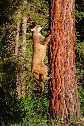 Picture of MONTANA JUVENILE MOUNTAIN LION CLIMBING TREE