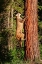 Picture of MONTANA JUVENILE MOUNTAIN LION CLIMBING TREE