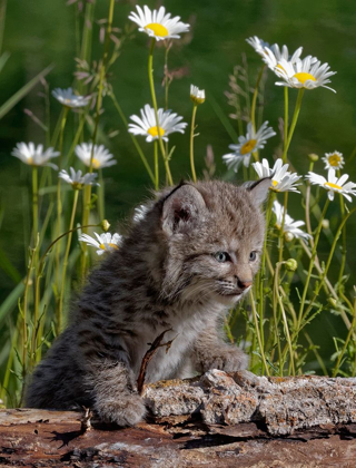 Picture of MONTANA BABY BOBCAT CLOSE-UP