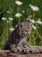 Picture of MONTANA BABY BOBCAT CLOSE-UP