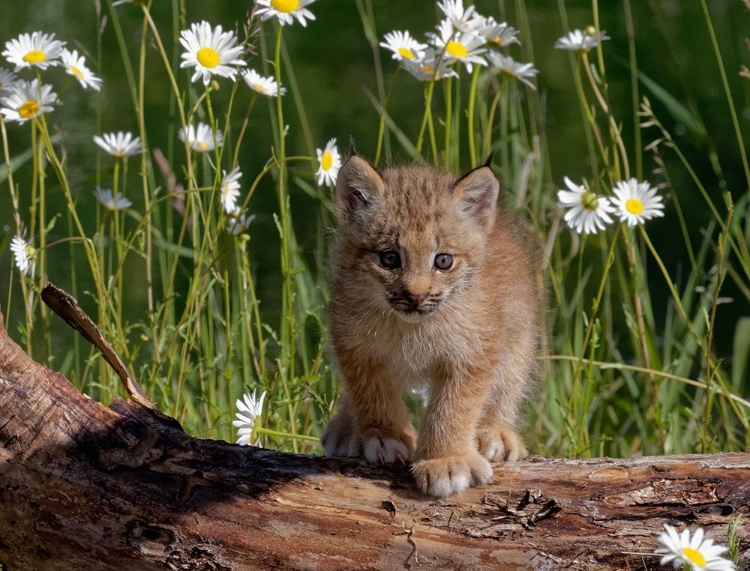 Picture of MONTANA BABY BOBCAT CLOSE-UP