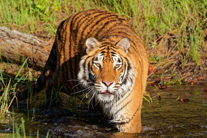 Picture of MONTANA SIBERIAN TIGER IN CONTROLLED ENVIRONMENT