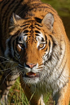 Picture of MONTANA SIBERIAN TIGER IN CONTROLLED ENVIRONMENT