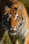 Picture of MONTANA SIBERIAN TIGER IN CONTROLLED ENVIRONMENT