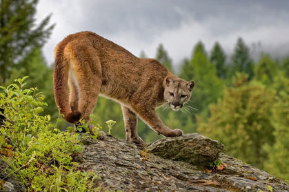 Picture of MONTANA MOUNTAIN LION IN CONTROLLED ENVIRONMENT