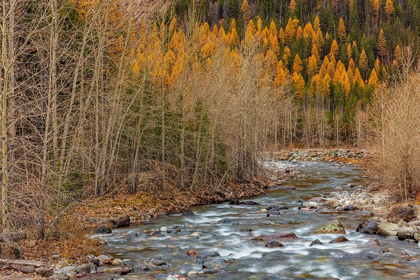 Picture of BEAR CREEK IN AUTUMN IN THE FLATHEAD NATIONAL FOREST-MONTANA-USA