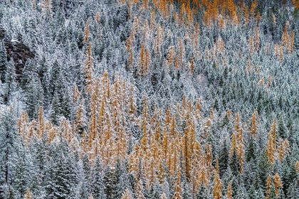 Picture of FRESH SNOWFALL ON AUTUMN LARCH TREES ON COLUMBIA MOUNTAIN IN COLUMBIA FALLS-MONTANA-USA