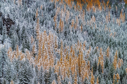 Picture of FRESH SNOWFALL ON AUTUMN LARCH TREES ON COLUMBIA MOUNTAIN IN COLUMBIA FALLS-MONTANA-USA
