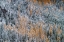 Picture of FRESH SNOWFALL ON AUTUMN LARCH TREES ON COLUMBIA MOUNTAIN IN COLUMBIA FALLS-MONTANA-USA