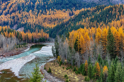 Picture of MIDDLE FORK OF THE FLATHEAD RIVER IN AUTUMN IN GLACIER NATIONAL PARK-MONTANA-USA