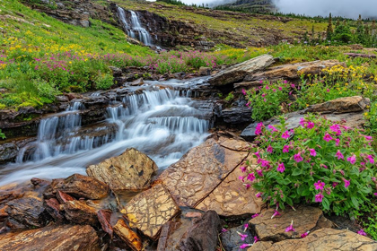 Picture of ALPINE WILDFLOWERS ALONG OBERLIN CREEK IN GLACIER NATIONAL PARK-MONTANA-USA