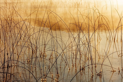 Picture of ICY REEDS AT SUNRISE ON COLD MORNING AT SPENCER LAKE NEAR WHITEFISH-MONTANA-USA