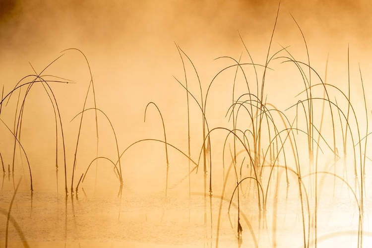 Picture of ICY REEDS AT SUNRISE ON COLD MORNING AT SPENCER LAKE NEAR WHITEFISH-MONTANA-USA