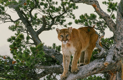 Picture of CAPTIVE MOUNTAIN LION IS PERCHED ON EVERGREEN TREE-MONTANA