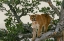 Picture of CAPTIVE MOUNTAIN LION IS PERCHED ON EVERGREEN TREE-MONTANA