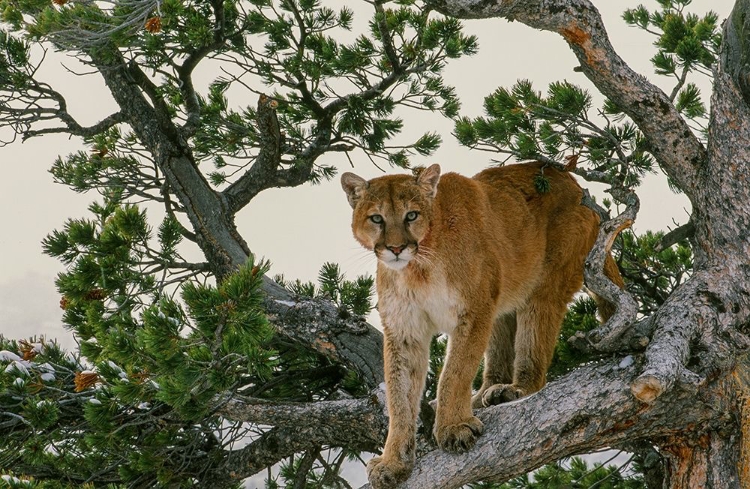 Picture of CAPTIVE MOUNTAIN LION IS PERCHED ON EVERGREEN TREE-MONTANA