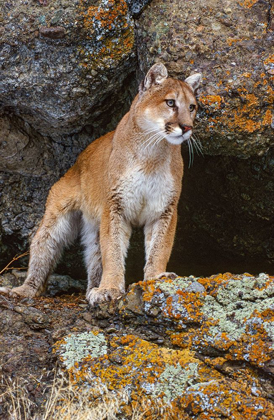 Picture of CAPTIVE MOUNTAIN LION IS PERCHED ON ORANGE LICHEN COVERED CLIFF-MONTANA