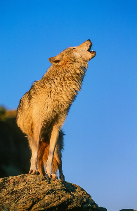 Picture of HOWLING GRAY WOLF-MONTANA