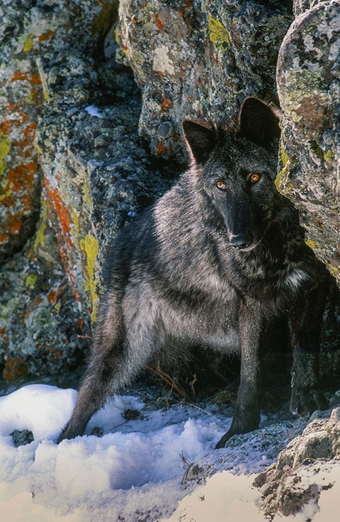 Picture of PORTRAIT OF GRAY WOLF-MONTANA