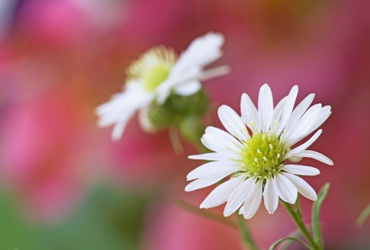 Picture of NEVADA MONTE CASINO FLOWERS CLOSE-UP 