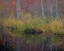 Picture of NEW JERSEY-WHARTON STATE FOREST FOREST REFLECTIONS IN POND 