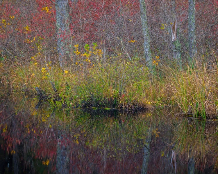 Picture of NEW JERSEY-WHARTON STATE FOREST FOREST REFLECTIONS IN POND 