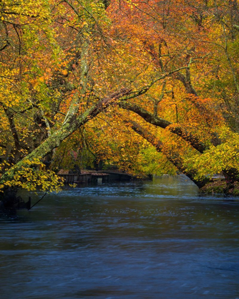 Picture of NEW JERSEY-WHARTON STATE FOREST RIVER AND FOREST IN AUTUMN 