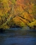 Picture of NEW JERSEY-WHARTON STATE FOREST RIVER AND FOREST IN AUTUMN 