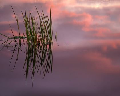 Picture of NEW JERSEY-PINE BARRENS SUNSET ON LAKE REEDS 
