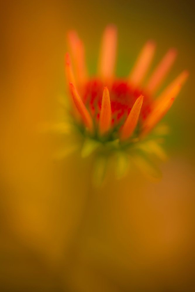 Picture of NEW JERSEY-RIO GRANDE CLOSE-UP OF CONEFLOWER 