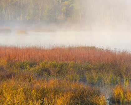 Picture of NEW JERSEY-PINE BARRENS MARCH GRASSES AND FOG AT SUNRISE 