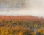 Picture of NEW JERSEY-PINE BARRENS MARCH GRASSES AND FOG AT SUNRISE 