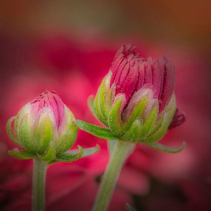 Picture of NEW JERSEY-RIO GRANDE CLOSE-UP OF CARNATION FLOWER BUDS IN GARDEN 