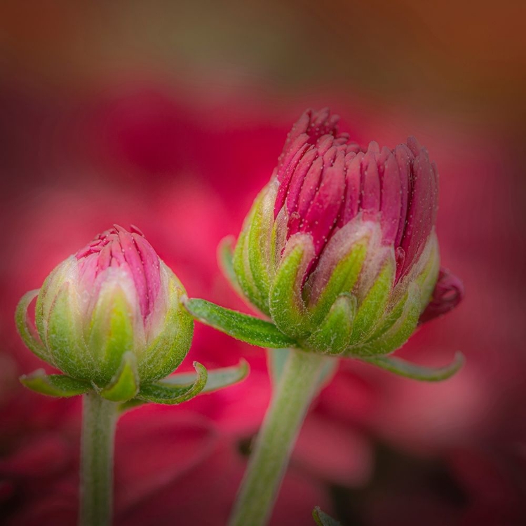 Picture of NEW JERSEY-RIO GRANDE CLOSE-UP OF CARNATION FLOWER BUDS IN GARDEN 