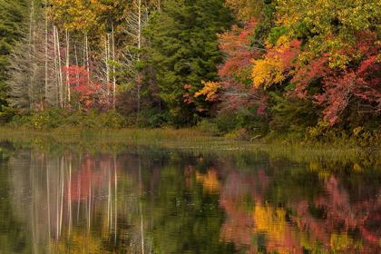 Picture of NEW JERSEY-WHARTON STATE FOREST LAKE AND FOREST IN AUTUMN 
