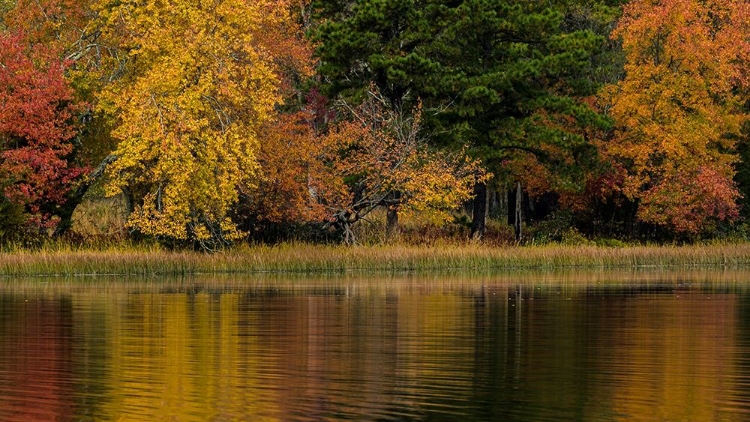 Picture of NEW JERSEY-WHARTON STATE FOREST LAKE AND FOREST IN AUTUMN 