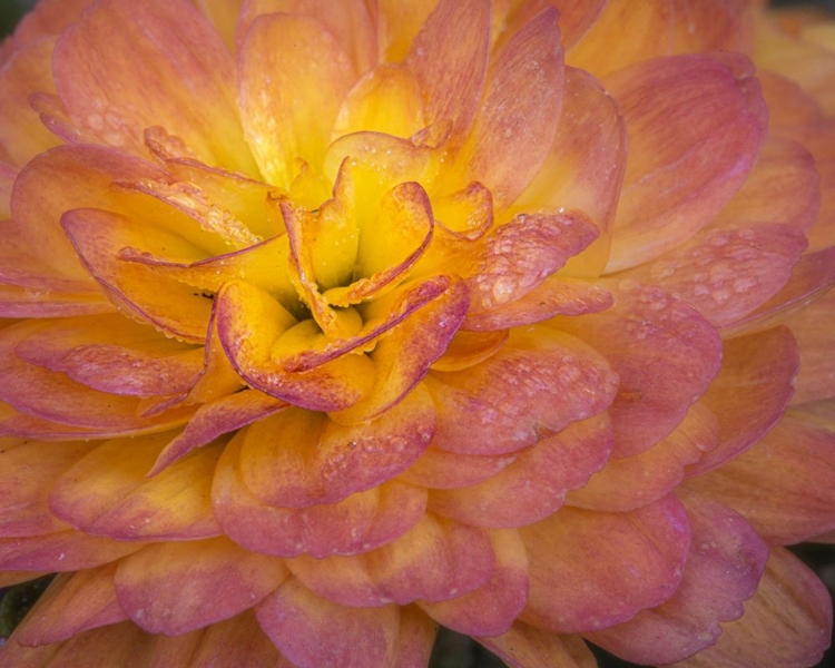 Picture of NEW JERSEY-RIO GRANDE MUM FLOWER CLOSE-UP 