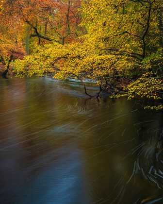 Picture of NEW JERSEY-WHARTON STATE FOREST RIVER AND FOREST IN AUTUMN 