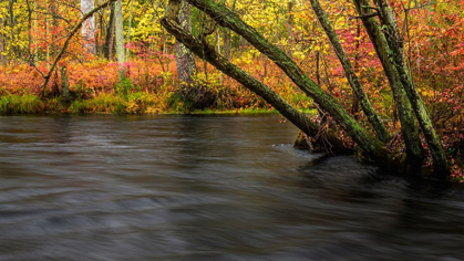 Picture of NEW JERSEY-WHARTON STATE FOREST RIVER AND FOREST IN AUTUMN 