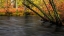 Picture of NEW JERSEY-WHARTON STATE FOREST RIVER AND FOREST IN AUTUMN 