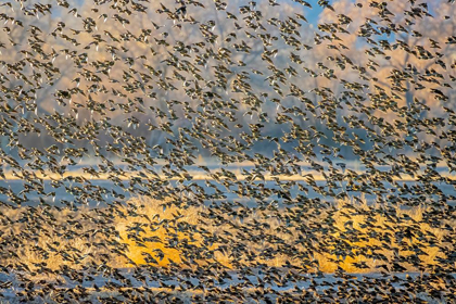 Picture of NEW MEXICO-BOSQUE DEL APACHE NATIONAL WILDLIFE RESERVE WINTER FLOCK OF RED-WINGED BLACKBIRDS