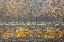 Picture of NEW MEXICO-BOSQUE DEL APACHE NATIONAL WILDLIFE RESERVE WINTER FLOCK OF RED-WINGED BLACKBIRDS