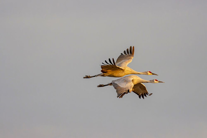 Picture of NEW MEXICO-BOSQUE DEL APACHE NATIONAL WILDLIFE RESERVE SANDHILL CRANE PAIR FLYING 