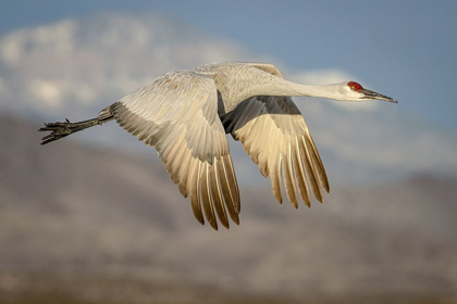 Picture of NEW MEXICO-BOSQUE DEL APACHE NATIONAL WILDLIFE RESERVE SANDHILL CRANE FLYING 