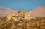 Picture of NEW MEXICO-BOSQUE DEL APACHE NATIONAL WILDLIFE RESERVE SANDHILL CRANES FLYING 