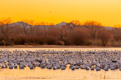 Picture of NEW MEXICO-BOSQUE DEL APACHE NATIONAL WILDLIFE RESERVE SNOW GEESE ON ICE AT SUNRISE 